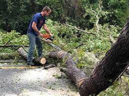 Best Hazardous Tree Removal  in North Eastham, MA