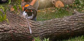 Best Tree Risk Assessment  in North Eastham, MA