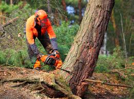 Best Seasonal Cleanup (Spring/Fall)  in North Eastham, MA