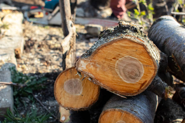 How Our Tree Care Process Works  in  North Eastham, MA