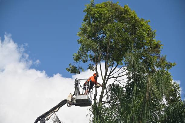 Best Utility Line Clearance  in North Eastham, MA