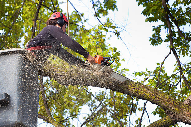 Best Firewood Processing and Delivery  in North Eastham, MA