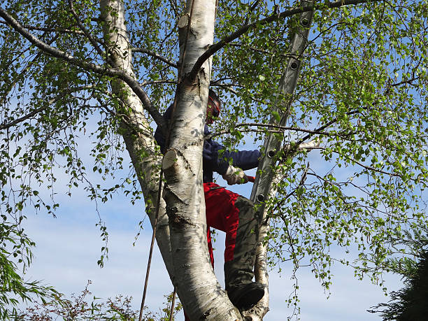  North Eastham, MA Tree Services Pros