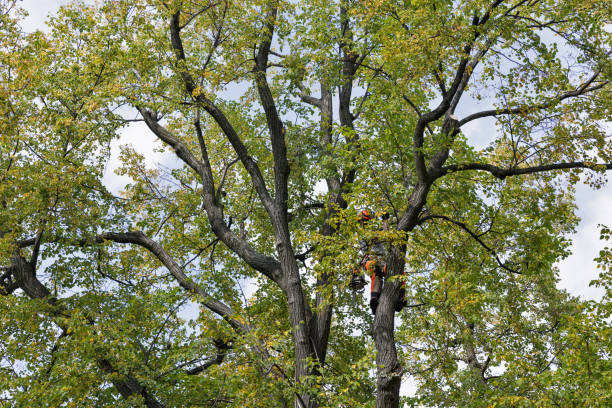 Best Emergency Tree Removal  in North Eastham, MA